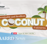 Webinar tackles sustainable and resilient coconut farming  for 2024 National Coconut Week